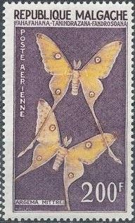 Comet Moth (Argema mittrei)