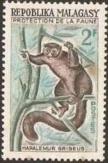 Grey Bamboo Lemur (Hapalemur griseus)