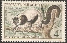 Black-and-white Ruffed Lemur (Varecia variegata)