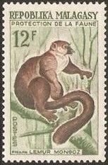 Mongoose Lemur (Lemur mongoz)