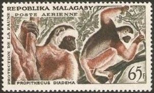 Diademed Sifaka (Propithecus diadema)