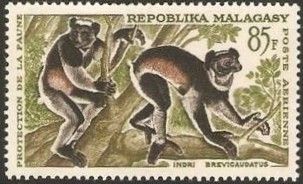 Indri (Indri indri)