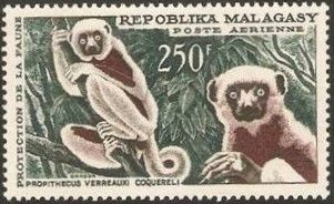Coquerel's Sifaka (Propithecus verreauxi coquereli)