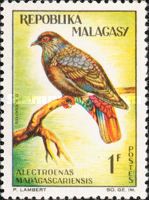 Madagascar Blue-pigeon (Alectroenas madagascariensis)