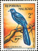 Blue Coua (Coua caerulea)
