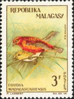 Red Fody (Foudia madagascariensis) 