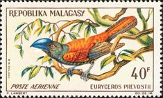 Helmet Vanga (Euryceros prevostii)