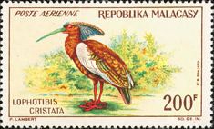 Madagascar Ibis (Lophotibis cristata)