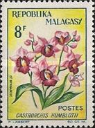 Gastrorchis humblotii