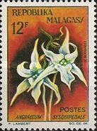 Angraecum sesquipedale