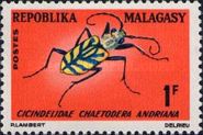 Tiger Beetle (Chaetodera andriana)