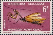 Mantis (Mantodea tisma freiji)