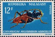 Long-horned Beetle (Mastododera nodicollis)