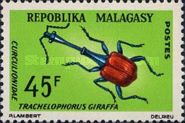 Giraffe Weevil (Trachelophorus giraffa)