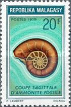 Sagittal Cut Ammonite Fossil