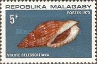 Delessert's Volute (Lyria delessertiana)