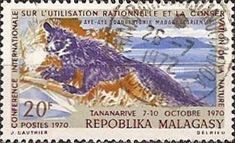 Aye-aye (Daubentonia madagascariensis)