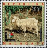 Mohair Goat (Capra aegagrus hircus)