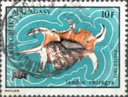 Chiragra Spider Conch (Lambis chiragra)