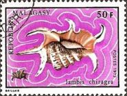 Chiragra Spider Conch (Lambis chiragra)