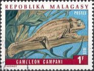 Madagascar Forest Chameleon (Cameleo campani)