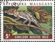 Bignose Chameleon (Chameleo nasatus) - Male