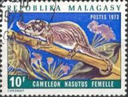 Bignose Chameleon (Chameleo nasatus) - Female
