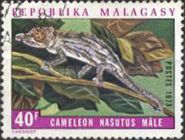 Bignose Chameleon (Chameleo nasatus) - Male