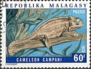 Madagascar Forest Chameleon (Furcifer campani)