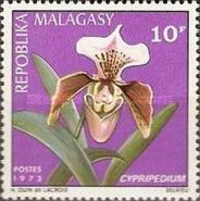 Cypripedium sp.