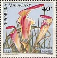 Nepenthes pervillei