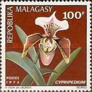 Cypripedium (Paphiopedilum sp.