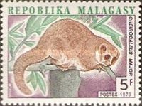 Greater Dwarf Lemur (Cheirogaleus major)