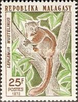 Weasel Sportive Lemur (Lepilemur mustelinus)