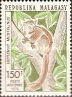 Weasel Sportive Lemur (Lepilemur mustelinus)