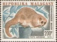 Greater Dwarf Lemur (Cheirogaleus major)