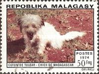 Coton de Tulear (Canis lupus familiaris)