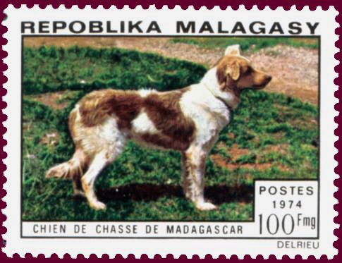 Madagascan Hunting Dog (Canis lupus familiaris)