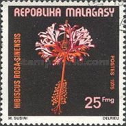 Hibiscus rosa-sinensis
