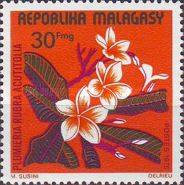 Plumeria rubra