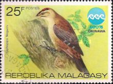 Okinawa Woodpecker (Saphopipo noguchi)