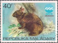 Amami Rabbit (Pentalagus furnessi)