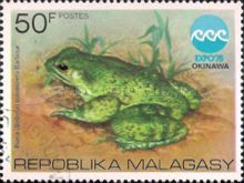 Otton Frog (Rana subaspera)
