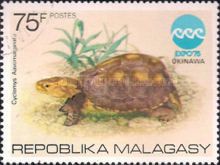 Yellow-margined Box Turtle (Cuora flavomarginata)