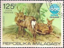 Kerama Sika (Cervus nippon keramae)