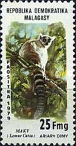 Ring-tailed Lemur (Lemur catta)