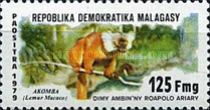 Black Lemur (Lemur macaco)