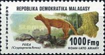 Fossa (Cryptoprocta ferox)