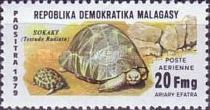 Radiated Tortoise (Testudo radiata)