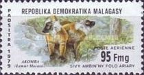 Black Lemur (Lemur macaco)